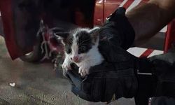 Yavru Kedinin Yardım Çığlığına Çocuklar Kulak Verdi