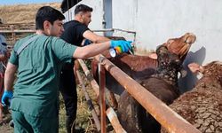 İthal Hayvanlar Sıkı Karantinada