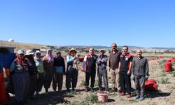 Çorum’da Soğan İçin Sahaya İndiler