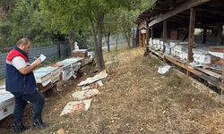 İskilip’te Arıcılık Destekleri Kapsamında Arılı Kovan Tespitleri Devam Ediyor