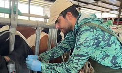 Ari İşletmelerde Hastalık Tarama Çalışmaları Devam Ediyor