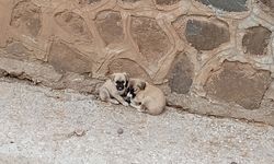 Dere Yatağında Mahsur Kalan 2 Köpek Yavrusunu İtfaiye Kurtardı