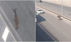 Sürücüler Zor Anlar Yaşadı, Ekipler Yakaladı!