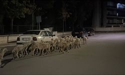 Ağılın kapısını kıran koyunlar gece vakti şehir turu yaptı