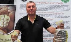 Ceviz Hasadı Başladı Fiyat Belli Oldu