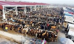 Bölgede hayvan pazarlarına kilit vuruldu