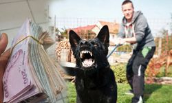 Köpek Saldırısında Emsal Tazminat
