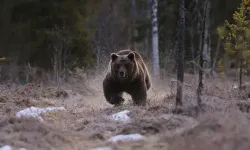 Dikkat! Laçin’de de ayı izine rastlandı
