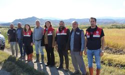 Dodurga’da çeltik hasadında biçerdöver kontrolleri devam ediyor