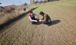 Kanola ekili alanlarda çıkış ve gelişim kontrolleri yapıldı