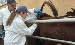 Hayvan üreticilerine uyarı! Hastalık şüphesi olduğunda hemen bildirin