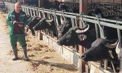 Manda Islahı Projesi kapsamında saha çalışmaları yapıldı