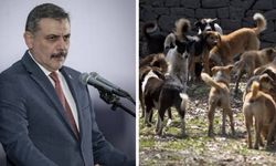 Sahipsiz köpeklerin toplanmasında yüzde 99,9’a ulaşıldı