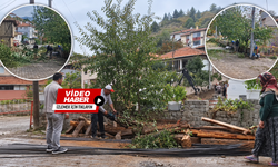Bayat’ta ağaç katliamı! Vatandaşlar tepkili, gözler belediyede