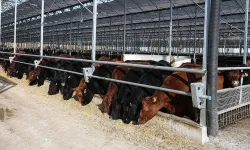 2027 Yılı Besilik Erkek Sığır İthalatı Başvuruları Başlıyor