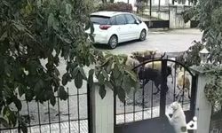 Sokak köpeği vahşeti kameralarda