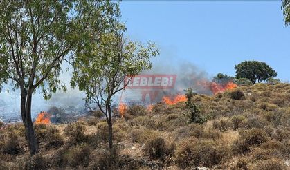Bodrum'da Makilik ve Otluk Alanda Çıkan Yangına Müdahale Ediliyor
