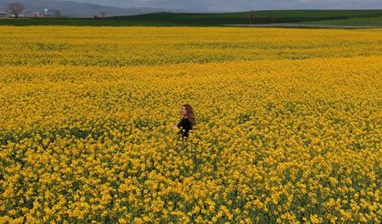 Sarıya Boyanan Kanola Tarlaları Görsel Şölen Sunuyor