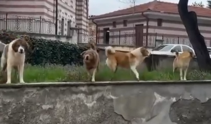 Çorum’da Başıboş Köpek Dehşeti: Vatandaş Son Anda Kurtuldu!