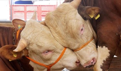 Kurban Bayramı Öncesi Sıkı Denetim: Kurallara Uymayana İzin Yok