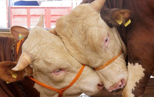 Kurban Bayramı Öncesi Sıkı Denetim: Kurallara Uymayana İzin Yok