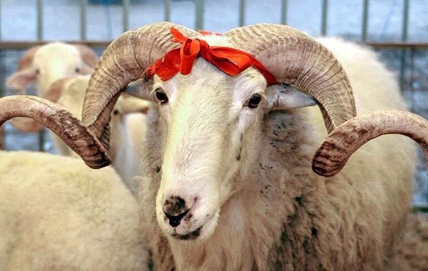 Vekalet Yoluyla Kurban Kesim Bedelleri Belirlendi