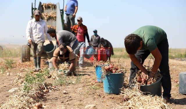 Alaca Mor Soğanı Üreticileri, Hasada Başladı