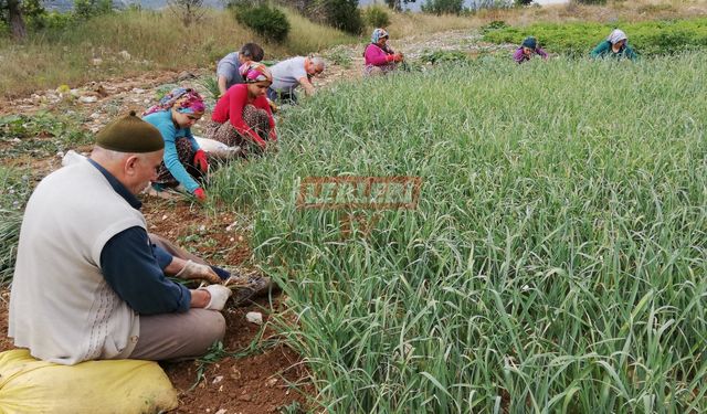 Kışlacık Pırasası Coğrafi İşaretle Aldı