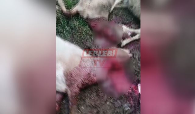 Laçin’de 1 Kümes 2 Ağıla Giren Başıboş Köpekler Dehşet Saçtı