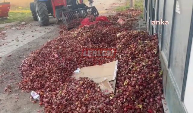 Alaca Mor Soğanı Çürüyor: Üreticiler Umutsuz