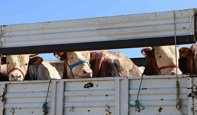 Kurban Bayramı  Öncesi Hayvan Nakillerine Düzenleme