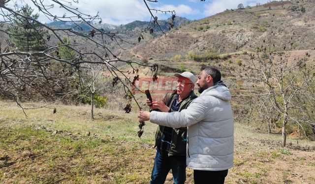 Zirai Dondan Etkilenen Oğuzlar'da, TARSİM'in Hasar Tespit Çalışması Başladı