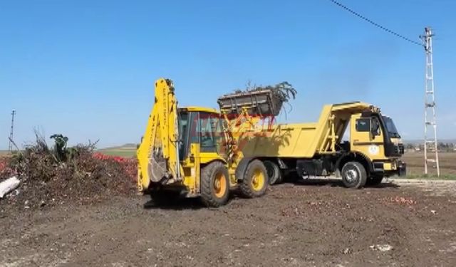 Alaca Belediyesi Araziden Tonlarca Çürük Soğan Temizledi