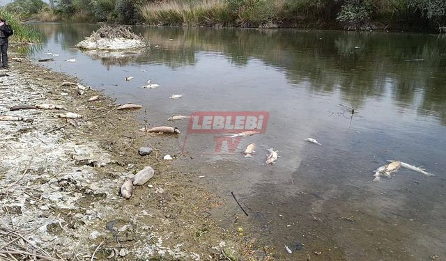 Osmancık’ta Balık Ölümleri Yetkilileri Harekete Geçirdi
