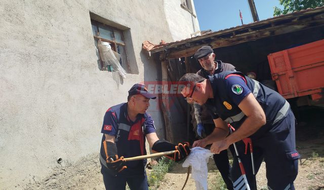 Eve Giren Yılanı İtfaiye Ekipleri Çıkardı