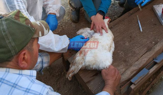 Sungurlu’da Kanatlı Hayvanlarda Sürvey Çalışmaları Sürüyor