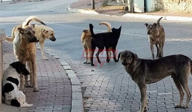 AYM Sahipsiz Hayvan Yasasını Onayladı