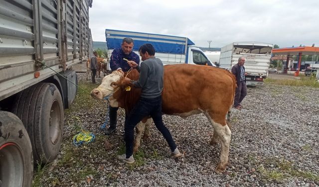 Tokat'ta 160 Damızlık Gebe Düve Dağıtıldı