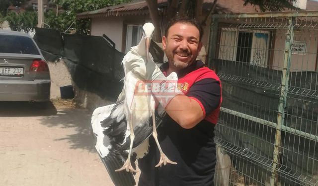 Osmancık Belediyesi’nden Yaralı Leylek Operasyonu