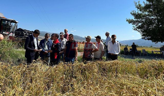Kargı’da İlk Çeltik Hasadı Başladı
