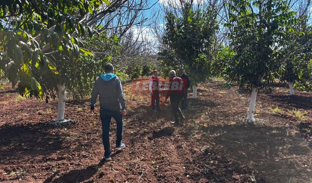 Bağ Ve Ceviz Bahçelerinde Kış Bakımı Uyarısı