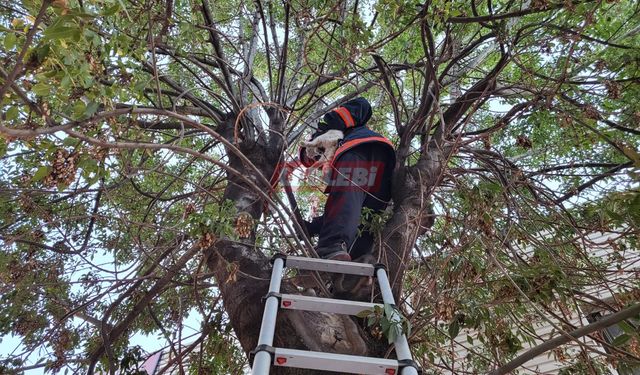 Ağaçta Mahsur Kalan Kediyi Ekipler Kurtarıldı
