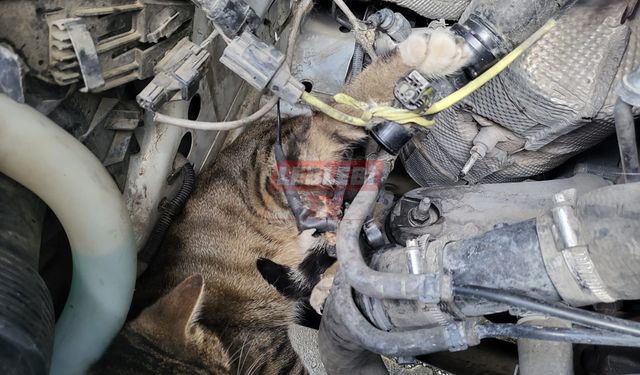 Motora Giren Kediyi İtfaiye Kurtardı