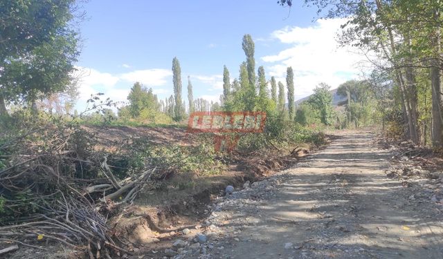 Köydeki Ağaç Katliamı Yürek Sızlattı