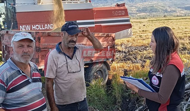 Laçin’de Çeltik Hasadı Başladı