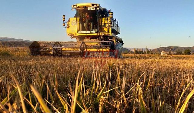 Çeltik Üreticisi Emeğinin Karşılığını Toplamaya Başladı