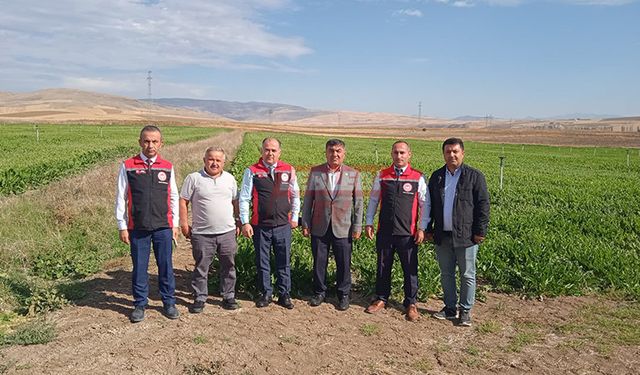 Şeker Pancarı Fidesi Üretim Alanları İncelendi