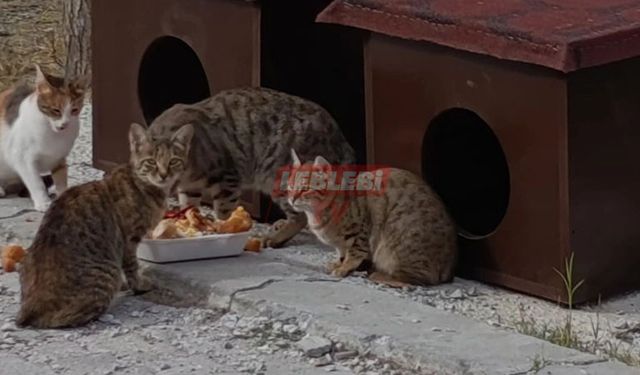 Minik Dostlara Sıcak Yuva