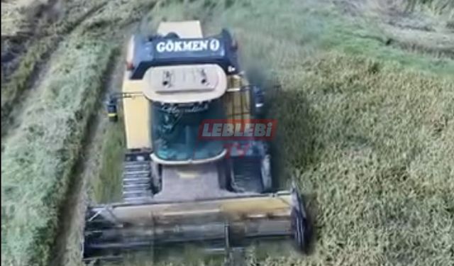 Yeşilköy Ovası’nda Çeltik Hasadı Başladı