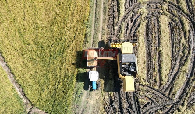 Osmancık’ta Çeltik Hasadı Başladı